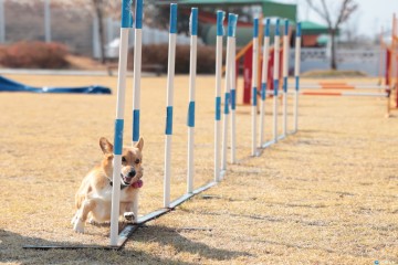 의성 펫월드, 설 연휴 4일간 무료 개방