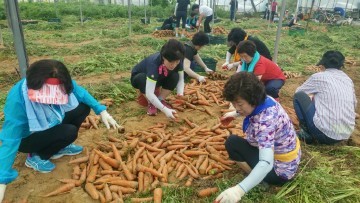 한국여성소비자연합, 삼덕리 당근 출하작업