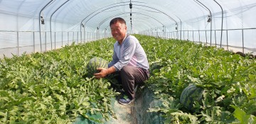 전국명품 우곡 그린수박 첫 출하 시작한 고령군