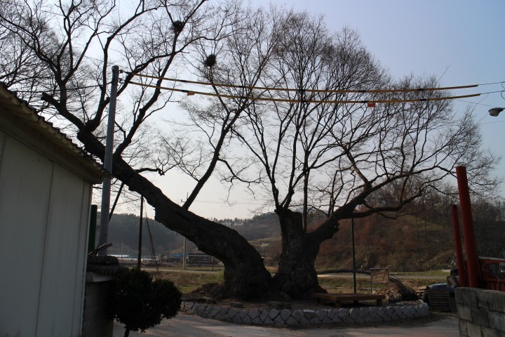 충북 영동에는‘독립군 나무’로 불리는 느티나무가 있다.