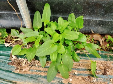 시설수박 병해충 예방, 수확 후 하우스 관리가 관건