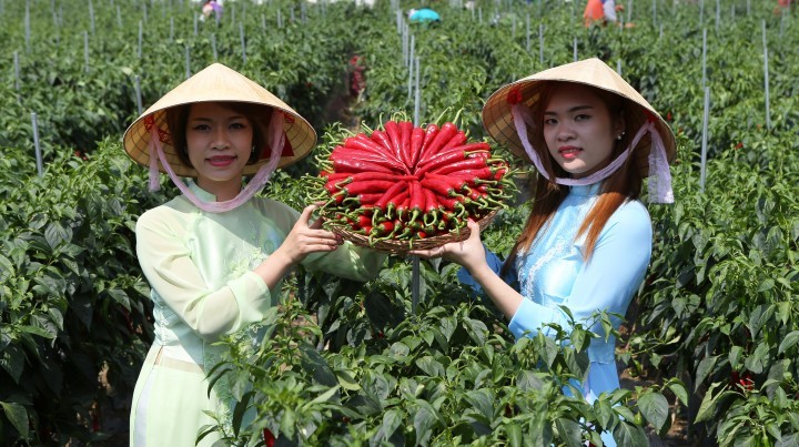 괴산고추축제 고추따기 체험마당