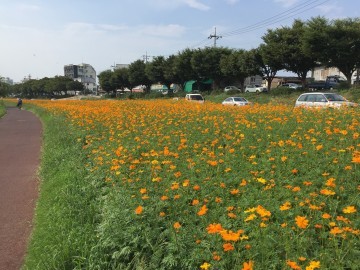 대전시, 하천의 명소 코스모스 테마단지 조성