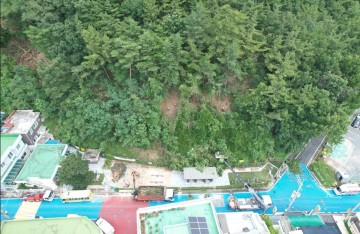 대전 서구, 정림동 붕괴위험지역 선제 정비…위험 수목 11주 제거