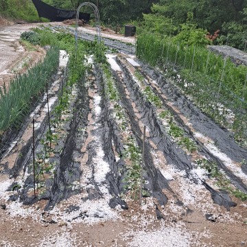 제천시 청풍면  기습 우박으로 농작물 피해 속출 주민들 망연자실.