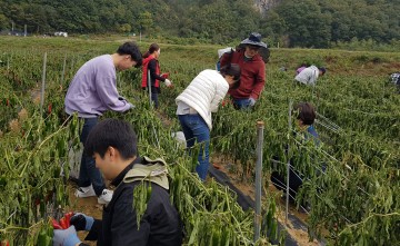 정선군 기획실 직원 농촌 일손부족 해소 영농봉사활동