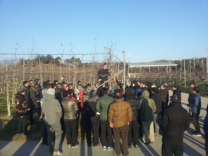   내년 사과농사는 정지전정 교육으로 미리미리 준비하세요