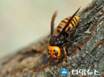 [독자기고] 여름철 벌 쏘임 사고 조심하세요!!