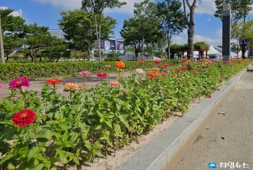 백일홍 만개로 경주 가을 화사하게 물들인다 