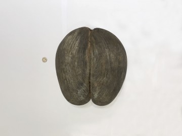 봉화군의 국립백두대간수목원, 세상에서 가장 큰 씨앗과 작은 씨앗 동시 전시