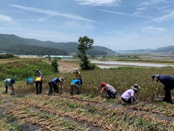 강진군 마량면사무소, 농번기 일손돕기 나서