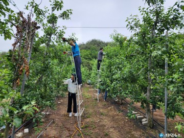 영덕군 직원들, 상반기 농촌 일손돕기 릴레이