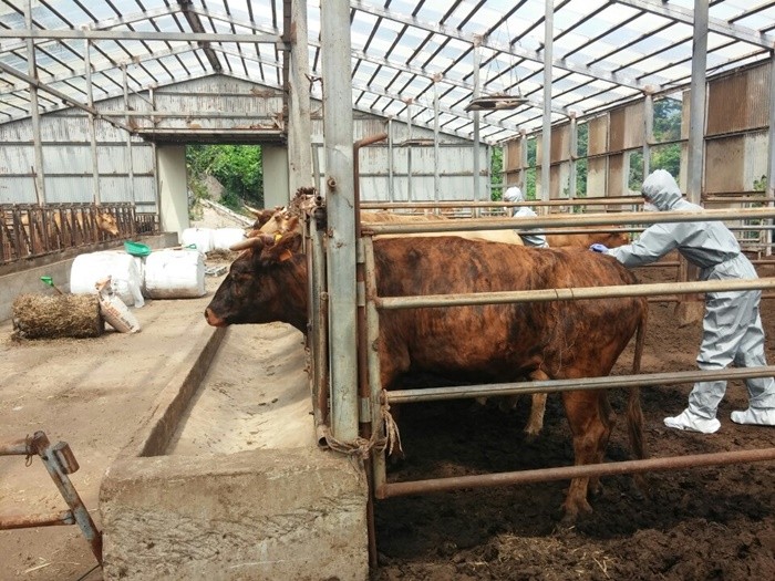 울릉도“칡소·약소"전염병 안심