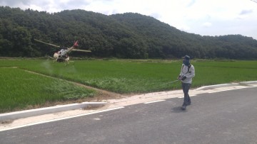 달성군, 벼 병충해 무인헬기방제 실시