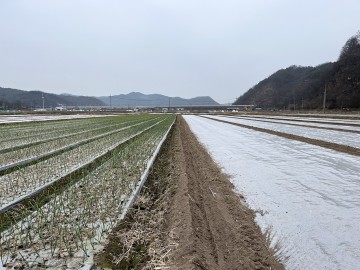 안동시, 마늘·양파 월동 준비하세요!