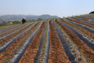 고품질 명품고추 생산지원‘앞장’