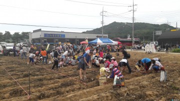 전국 최고의 천등산 고구마 맛보세요!