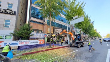 대전시, 은행나무 암나무 2,500그루 교체…70% 완료