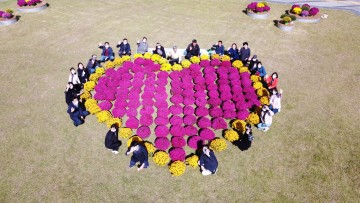 다산면「I♡대가야고령」추진위원회·다산면 주민자치위원회의  국화향기 나눔 활동