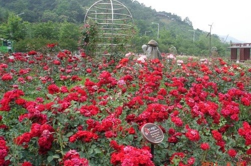 '풍암호수 장미원' 14일 개방 