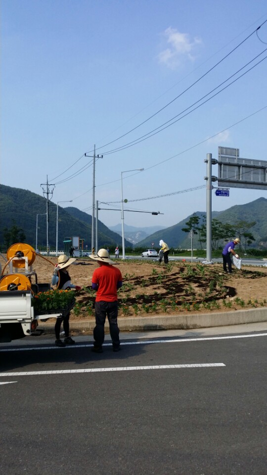  군위 고로면 삼국유사 마라톤대회의   성공적인 개최를 위한 꽃길조성