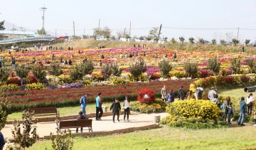 제21회 서산국화축제 27일 팡파르!