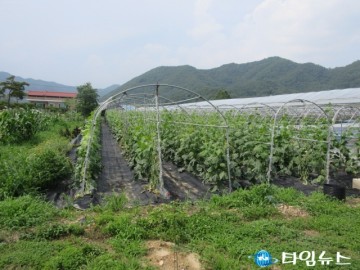 보은군, 고품질 오이생산 전용비료, 미량요소 등 3억9백만원 지원