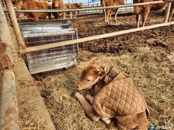 충북농업기술원 “겨울철 가축관리 비상”… 축종별 맞춤 사양관리 당부
