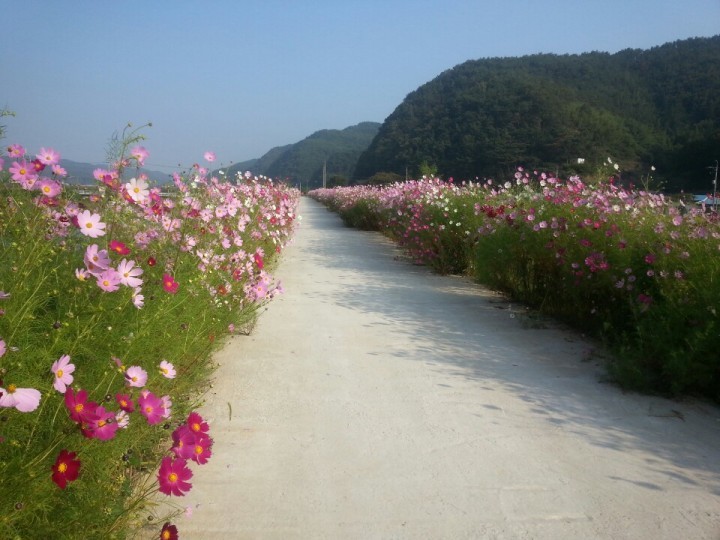 사천시 곤양천변 코스모스 꽃길 만개