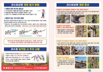 충북농업기술원, "과수화상병 예방 위해 겨울철 궤양 제거 필수"