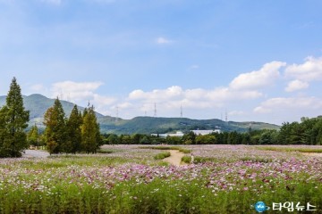 광양시, 활짝 핀 코스모스 가을을 알려