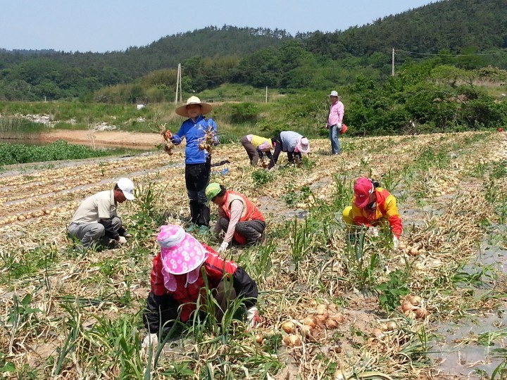 염산면 농촌일손돕기
