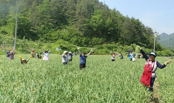 당기면 뽑히는 마늘쫑뽑기 체험 오세요~